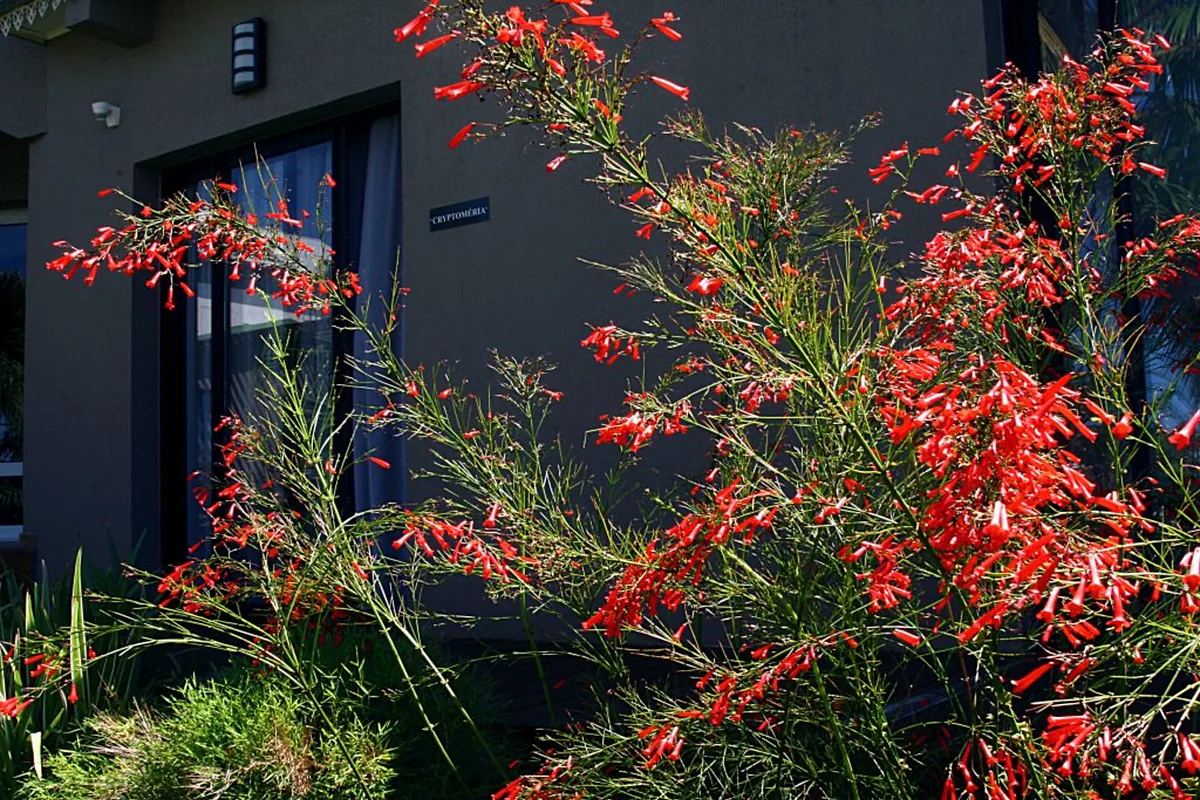 Des fleurs rouges devant la façade sombre de la chambre